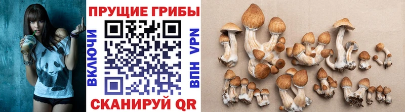Псилоцибиновые грибы мицелий  Краснодар 